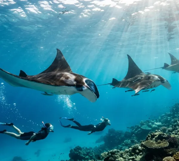 Plongeurs observant à distance respectueuse un groupe de raies mantas dans les eaux cristallines tropicales