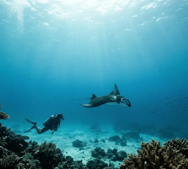Un plongeur observe une raie manta majestueuse dans les eaux cristallines d'un atoll maldivien