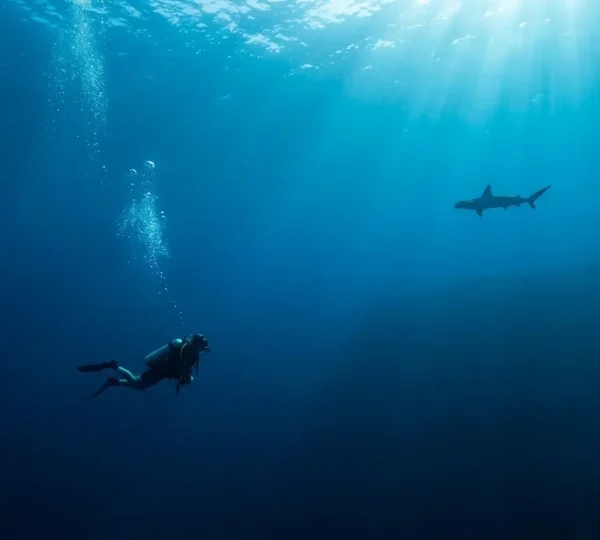 Plongeur contemplant le passage majestueux d'un requin-marteau dans une passe des Maldives