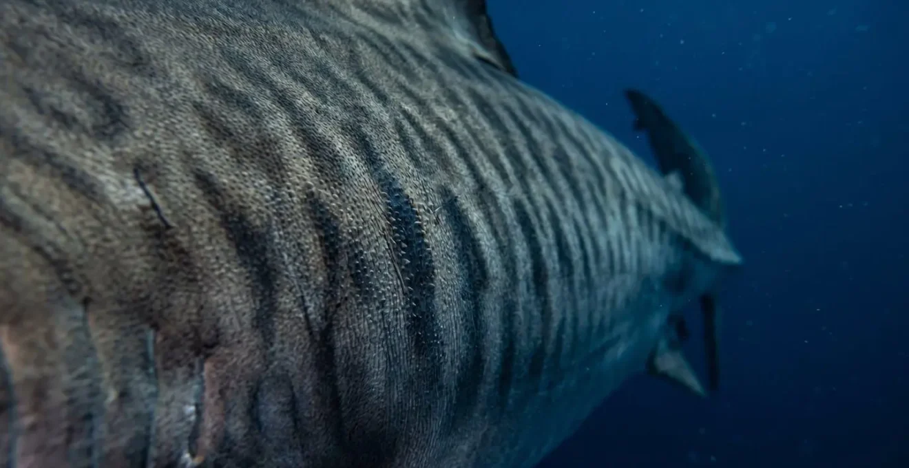 Un requin-tigre nageant dans les eaux profondes près de Fuvahmulah